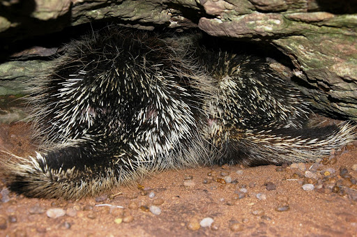 porcupines
