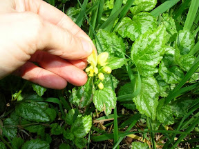 yellow flower...