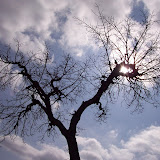 image_from_picasa