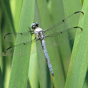 Great Blue Skimmer