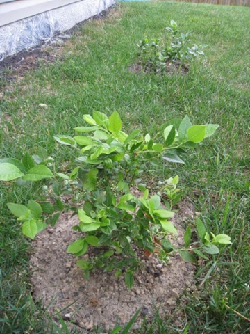 [june 24 garden WEB-08[29].jpg]
