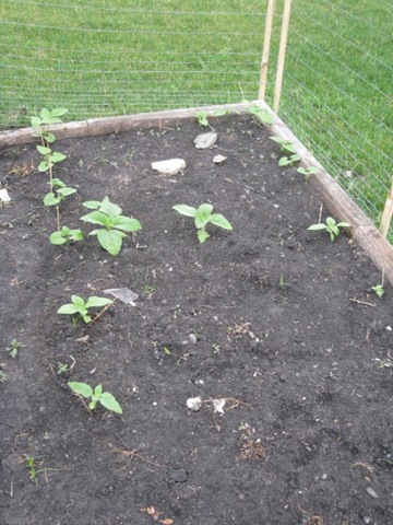 [june 24 garden WEB-11[6].jpg]