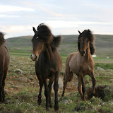Hestar sumar 2009