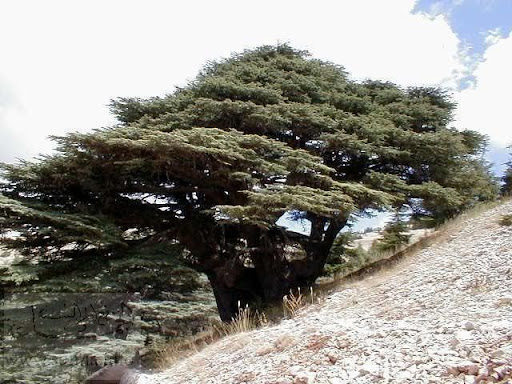 جديد