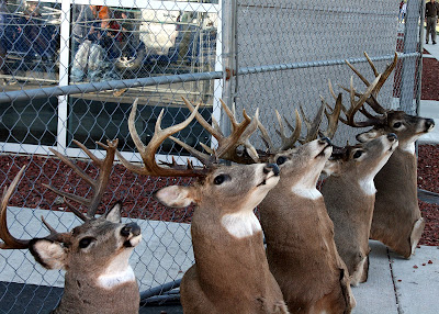 Fence full of horns