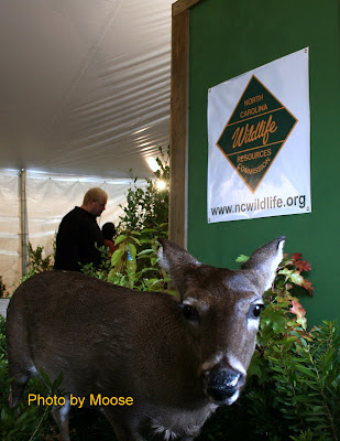 Doe as you Enter the NC Wildlife Tent