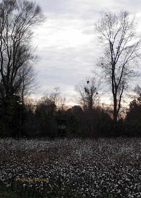 Box Blind at edge of Cotton Field overlooking a food plot of turnips 