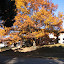 AutumnColors-0.jpg