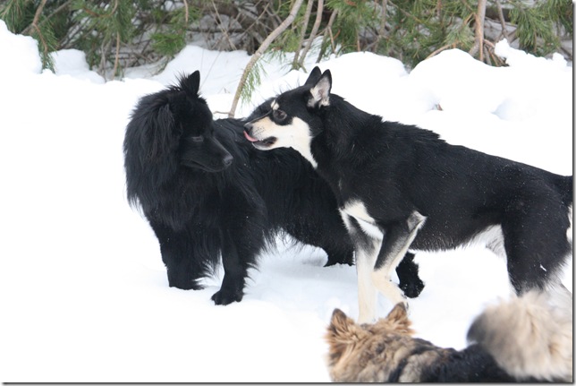 Lapphundtreff Tueneset 2010 046