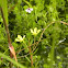 Water-primrose