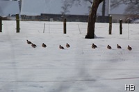 Rebhühner im Schnee © H. Brune