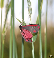 Blutbär © H. Brune