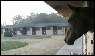 voir la vidéo du Haras du Chêne