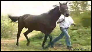 Voir l'étalon Denham Red en vidéo