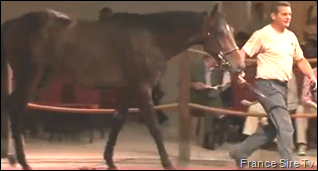 Voir les Top prices des ventes Arqana de St-Clud