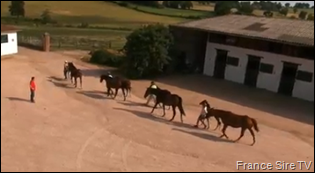 Voir la vidéo du Haras de Sain-Voir (03)