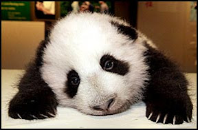 panda.jpg