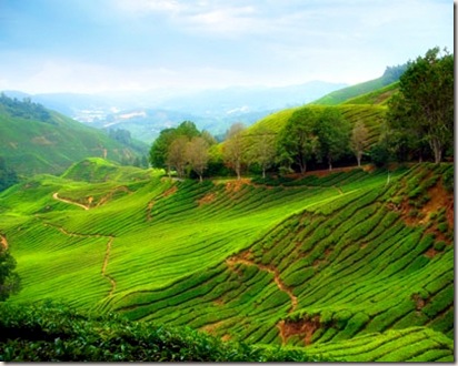 cameron-highlands