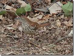 Brown Thrasher by babyparentingguide