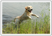 Dog Friendly Boat Hire Holidays