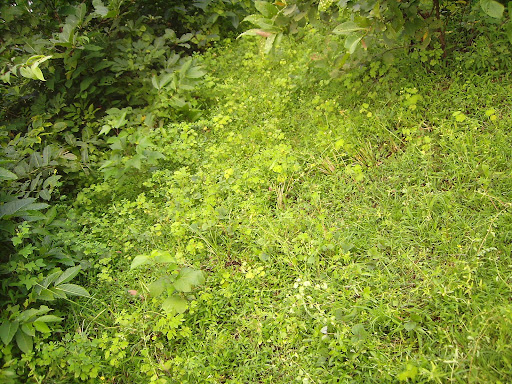 tips for growing thai basil hydroponically