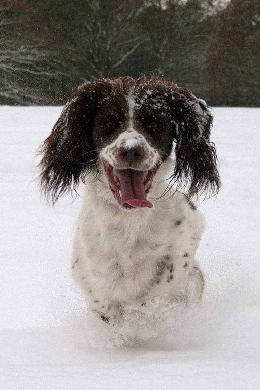 [snowy-woods-17[4].jpg]