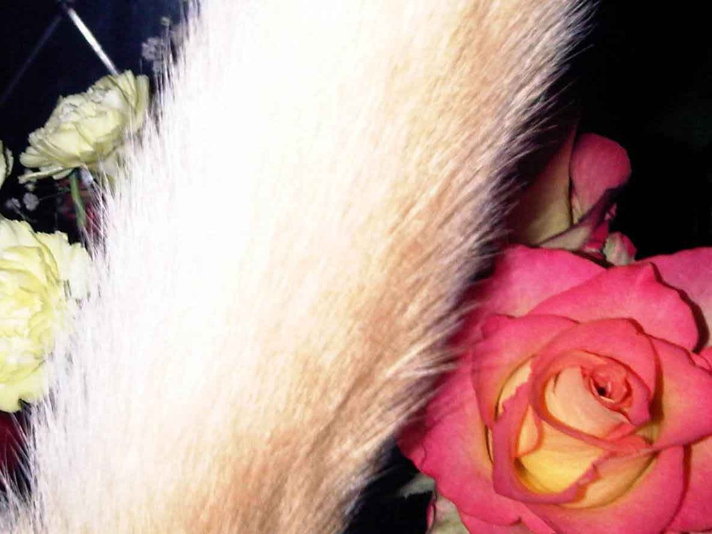 [rose-tail4.jpg]