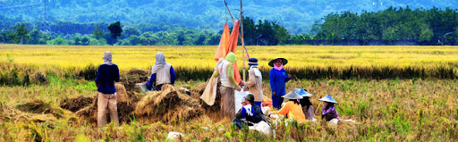Panen Padi Panen Padi