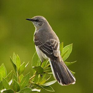 Hoa Dại ở Texas Multi_mockingbird