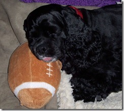Maggie Sleeping on her ball