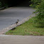 Azure-winged magpie