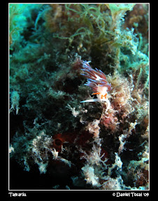 090603 - Tamaríu 611.jpg