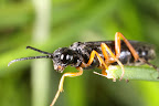 Canon MP-E 1-5x 65mm Macro Lens