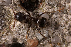 Canon MP-E 1-5x 65mm Macro Lens