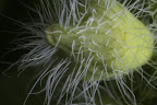 Canon MP-E 1-5x 65mm Macro Lens