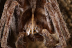 Canon MP-E 1-5x 65mm Macro Lens