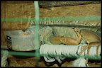 Sleeping in food