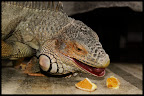 Tasty oranges
