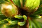 Canon MP-E 1-5x 65mm Macro Lens, shot at 5x