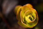 Canon MP-E 1-5x 65mm Macro Lens, shot at 3x