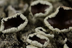 Canon MP-E 1-5x 65mm Macro Lens, shot at 5x