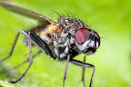 Fly close up