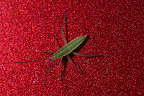 Various shots done with MP-E 1-5x 65mm Macro lens.