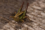 Various shots done with MP-E 1-5x 65mm Macro lens.