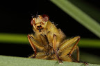 Various shots done with MP-E 1-5x 65mm Macro lens.