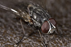 Various shots done with MP-E 1-5x 65mm Macro lens.