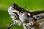Various shots done with MP-E 1-5x 65mm Macro lens.