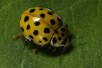 Various shots done with MP-E 1-5x 65mm Macro lens.