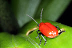 Various shots done with MP-E 1-5x 65mm Macro lens.