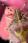 Various shots done with MP-E 1-5x 65mm Macro lens.